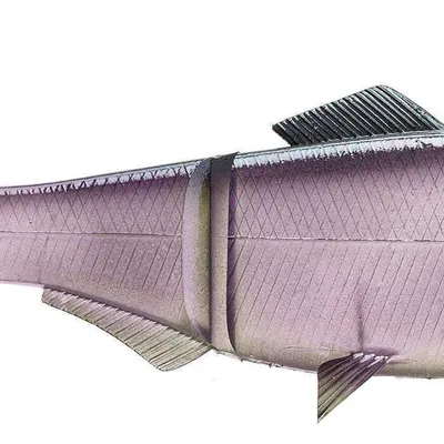 Zapasowe ogony Daiwa Prorex Hybrid Swimbait