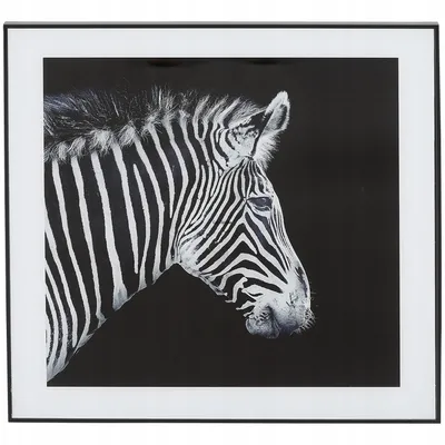 Obraz czarno biały czarna rama 50 cm x 50 cm ZEBRA M94