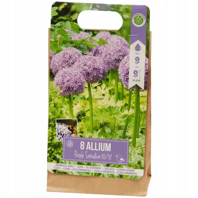 Czosnek ALLIUM PURPLE SENSATION 8 cebulek