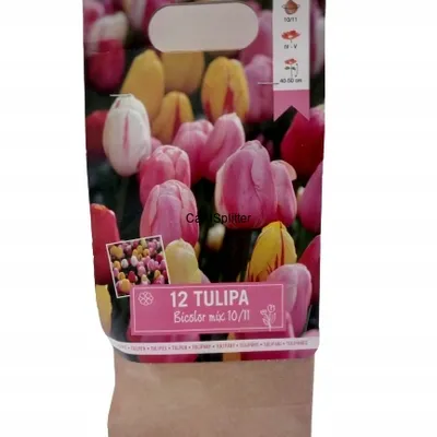 TULIPANY 12 SZTUK CEBULEK BICOLOR MIX RÓŻOWE 498